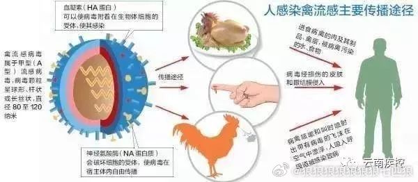 聊城禽流感最新动态，防控挑战与应对策略